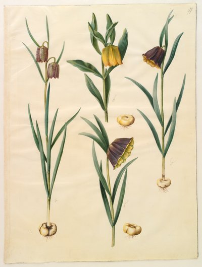 Fritillaria meleagris; Fritillaria lutea or Fritillaria latifolia var lutea; Fritillaria pyrenaica by Hans Simon Holtzbecker